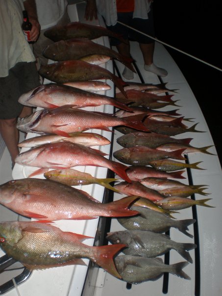 Mutton Snappers & Yellowtails